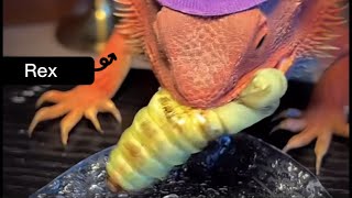 Watch Rex Eat Plump Caterpillar 🦎🐛 [upl. by Aihsemaj]