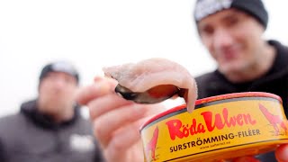 Brits Try Eating Surströmming STINKY FISH CHALLENGE [upl. by Noremak238]