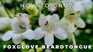 Complete Guide to Foxglove Beardtongue Penstemon digitalis [upl. by Whitcher]