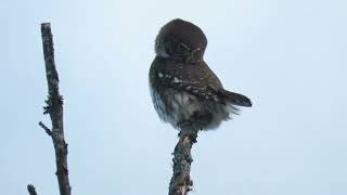 Pygmy Owl Norway [upl. by Enened782]