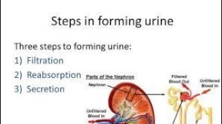 Process of Urine formation by Lecturer Rizwana Naseem [upl. by Thorwald]