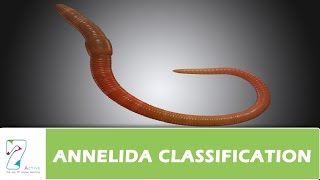 ANNELIDA CLASSIFICATION [upl. by Chick]