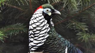 Lady Amherts Pheasant♂ [upl. by Nabe]