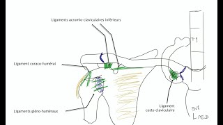 Arthrologie du membre supérieur Physiologie articulaire de lépaule [upl. by Narmak807]