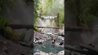 Tree falls next to their hot spring 😳 🎥 Collabashleyyrae [upl. by Eissirk968]