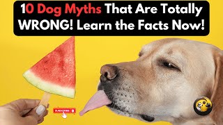 10 Dog Myths That Are Totally WRONG Learn the Facts Now dogbreeds furry doglovers pets [upl. by Enixam]