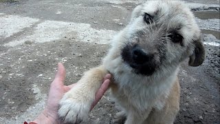 Puppy Abandoned on a Busy Road Gets Rescued Just in Time [upl. by Hasheem]