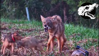 Coyotes Try To Run Down Our Dog  Coyote Hunting With Decoy Dogs [upl. by Keen]