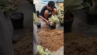 How to order cheap plants online to your home plants garden flower [upl. by Danais863]