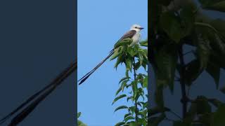 The Elegant Scissortailed Flycatcher [upl. by Anirahs]