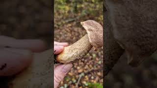 Picking awesome Wild Mushrooms of the Forest [upl. by Boykins]