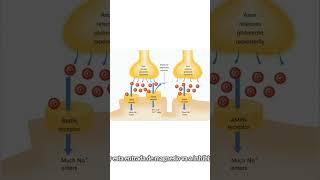 AMPA Y NMDA LOS RECEPTORES DEL DOLOR [upl. by Daffy]