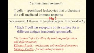 BIO2020 Episode 065 adaptive immunity Tcell activation [upl. by Yaner]