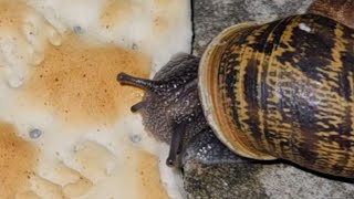 Garden Snail Eating Cream Cracker TimeLapse 🐌 [upl. by Duj856]