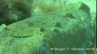 Papillae expression for camouflage in the giant Australian cuttlefish Credit Roger T Hanlon [upl. by Melisse343]