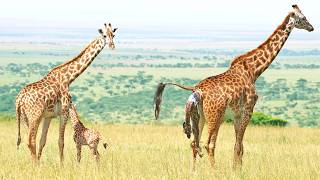 Giraffe Takes First Steps 5 Minutes After Birth [upl. by Ruddy819]