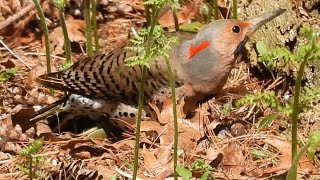 The Yellowshafted Northern Flicker flicker [upl. by Ntisuj]