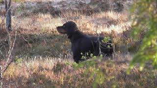 Skogsfugljakt i Trøndelag November 2018 med fuglehund [upl. by Rebmetpes]