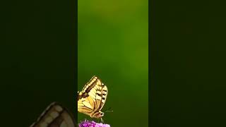 Animal NATURE Video Butterfly Pollinating Team [upl. by Babara318]