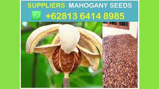 Suppliers 6281364148985 WhatsApp Buy mahogany seed [upl. by Giardap456]