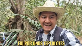 FUI A CORTAR UNOS RICOS TEPEJILOTES O PACAYAS EN MI TERRENO [upl. by Eugenius]