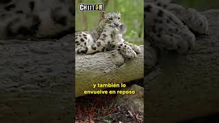 El Leopardo de las Nieves cae Desde un Acantilado shorts animalessalvajes [upl. by Eellah155]