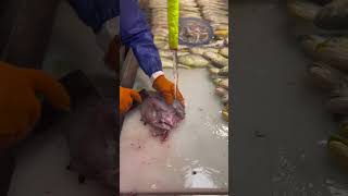 fillet fish masterfulmeatcuts meatprocessing fishing meatmaster [upl. by Emyaj370]