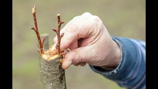 CÓMO HACER un INJERTO de PÚA en un árbol FRUTAL  La Huertina De Toni [upl. by Epner]