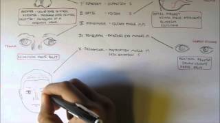 Cranial Nerves  Functions and Disorders [upl. by Shirah]