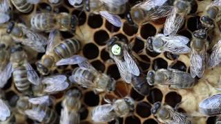 Carnica Sklenar Bienen Königin  Carniolan Sklenar bee queen [upl. by Sherj]