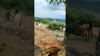 hill station in indiahill station songsstations  Rajasthantravel trending viralshorts [upl. by Monson]