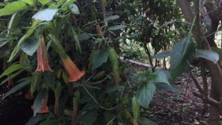 Brugmansia Sings with the Music of the Plants Device [upl. by Aleacem]