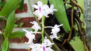 Aerides odorata  anggrek kuku macan speciesorchids orchidcollection fragrantflowers [upl. by Leith]