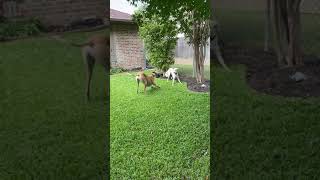 Who’s Faster  a Greyhound or a Saluki [upl. by Romeon50]