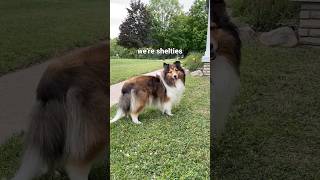 Just Sheltie Things pt 2 🤭🤎 dog sheltie shetlandsheepdog [upl. by Lav]