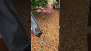 Tilly the dachshund puppy dachshund love trust thief friendship running wienerdogs [upl. by Leiria]