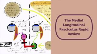 Medial Longitudinal Fasciculus Rapid Review [upl. by Ellehcal]