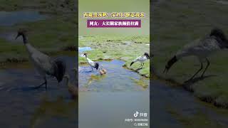 Black Necked Cranes Playing in the Water travel 西藏 [upl. by Deegan]