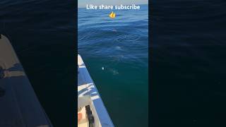 Chumming For RedSnapper Crazy youtubeshorts fish redsnapper youtube fishing [upl. by Enilram284]