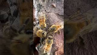 Bees sharing honey bee honeybee savethebees trophallaxis honey rescue [upl. by Alaster605]