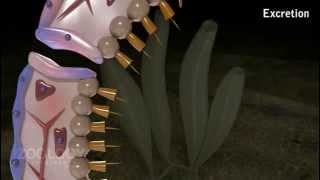 Biology Animation  Leucosolenia Physiology [upl. by Eurd]