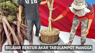 Bentuk akar bonsai pohon mangga tahap awal [upl. by Hughett]