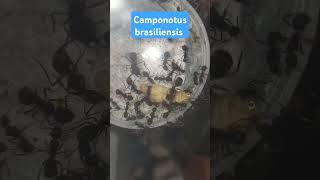 Giving my camponotus brasiliensis food ants feeding camponotus [upl. by Eveline]