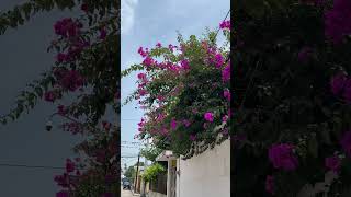 Veracruz un hermoso planta [upl. by Soirtemed]