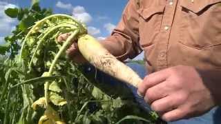 Cover Crops  Daikon Radishes [upl. by Nnaesor]