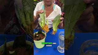 Como Reproducir La Sansevieria shorts plantas [upl. by Lala]