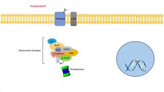 WntβCatenin Signaling Pathway  Overview Purpose and APC Mutations [upl. by Irtimd]