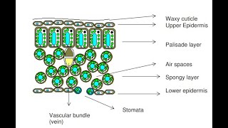 How to Draw a Cross Section of a Leaf  ZIMSEC [upl. by Dwight]