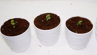 String of Nickels Dischidia Nummularia Propagation from Cuttings [upl. by Alleyn]