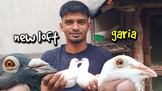 MADRASI PIGEON FOR SALE FROM SAHIL BHAI LOFT AT GARIA [upl. by Hendricks]